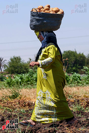 سيدة تنقل محصول البطاطس (3)