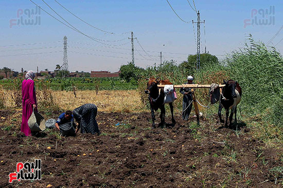 مزارع يحرث البطاطس بالمحراث البلدى (2)