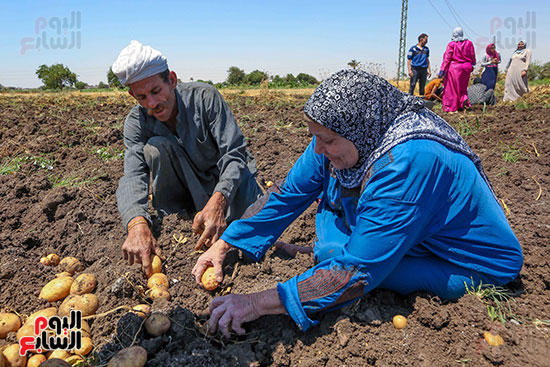 مزارع وسيدة يجمعان محصول البطاطس