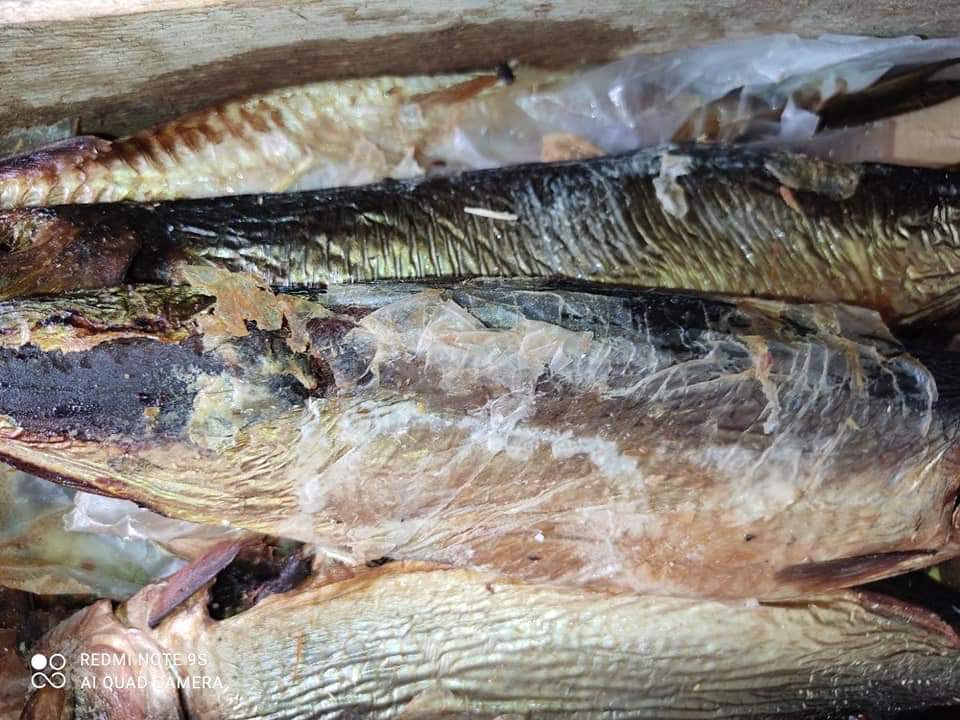 الرنجة الفاسدة المضبوطة
