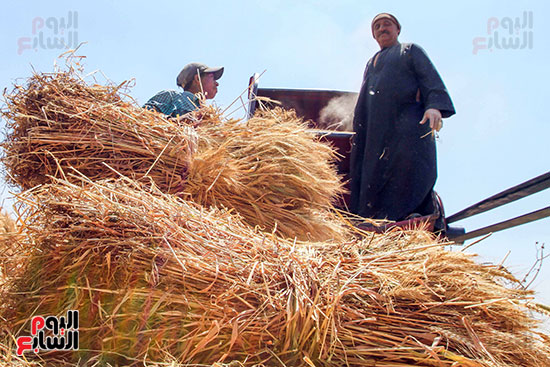 وضع القمح فى ميكنة الحصاد (2)