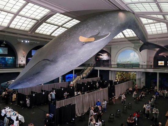 الحوت الأزرق  بالمتحف الأمريكي للتاريخ الطبيعي