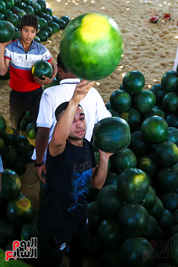 تحميل البطيخ الصيفى (3)
