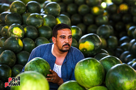 تجار البطيخ بسوق الساحل (3)