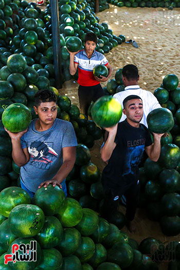 تحميل البطيخ الصيفى (2)