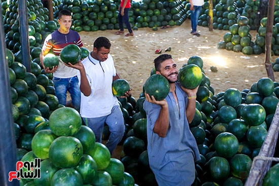 الفرحة على وجوه تجار البطيخ (2)