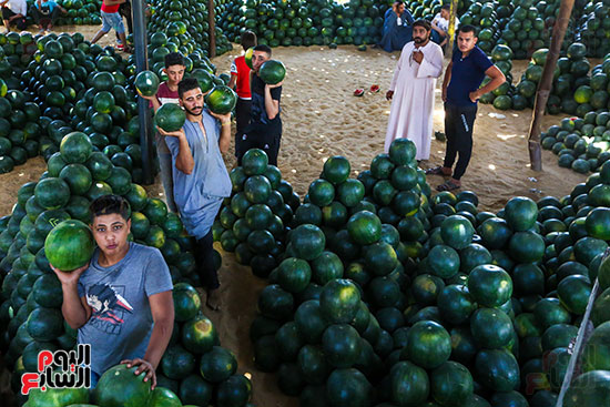 تجار البطيخ بسوق الساحل (2)