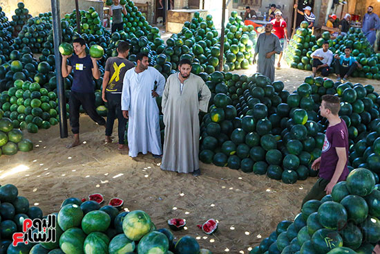 تجار البطيخ بسوق الساحل (1)