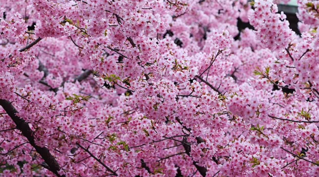 اليابانية التي تعني أزهار الكرز