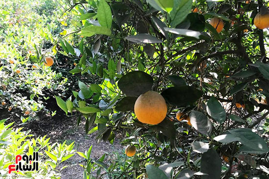 نضج-البرتقال-الصيفى-على-الأشجار