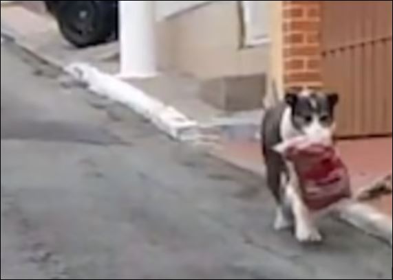كلب يسرق كيس النقانق من محل جزارة في البرازيل (1)