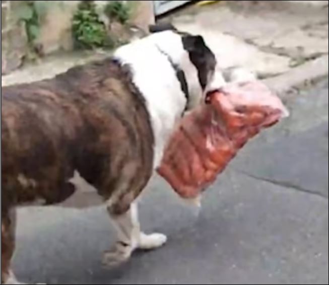 كلب يسرق كيس النقانق من محل جزارة في البرازيل (3)