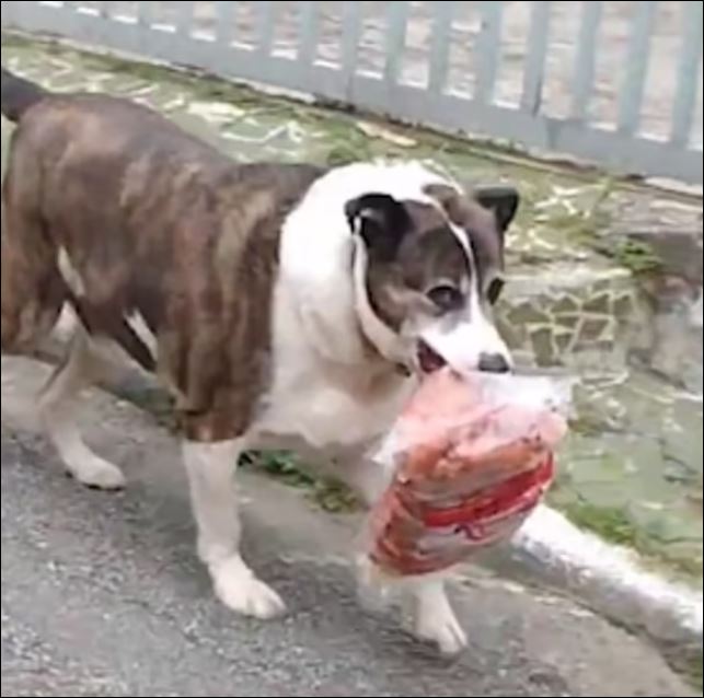 كلب يسرق كيس النقانق من محل جزارة في البرازيل (2)