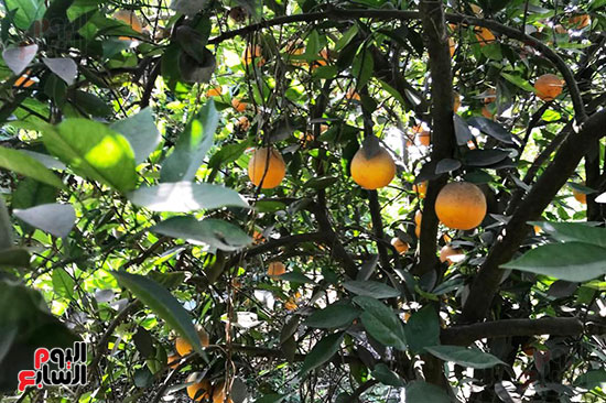 اشجار البرتقال بمزارع تفهنا العزب