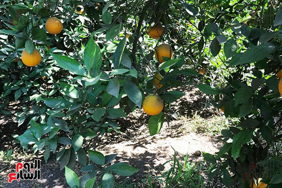 البرتقال على الاشجار