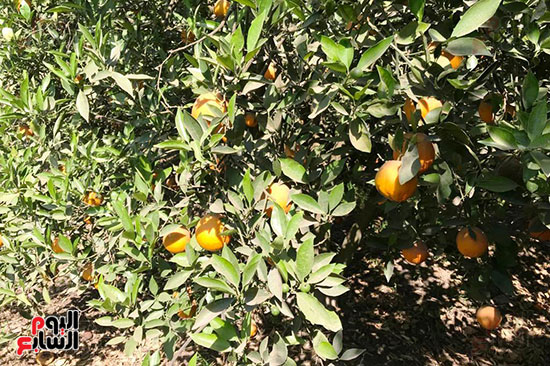 مزارع البرتقال الصيفى بتفهنا العزب