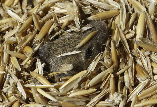 تجول الفئران حول الحبوب المخزنة في مزرعة بالقرب من توتنهام