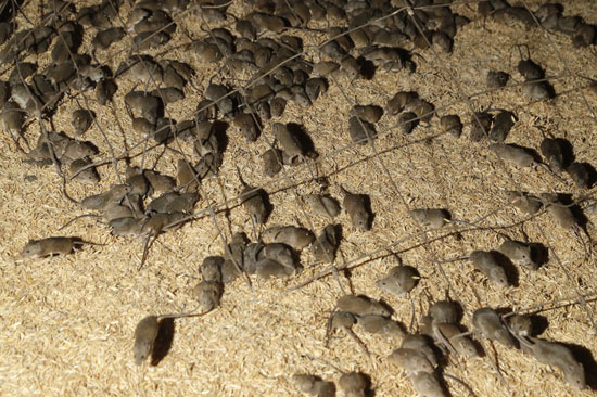 طاعون الفئران هو ضربة للمزارعين في الولايات الأسترالية
