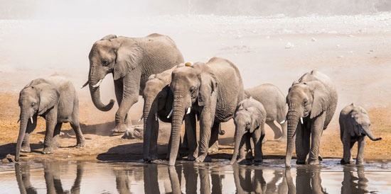 هجرة الفيل الأسيوى (4)