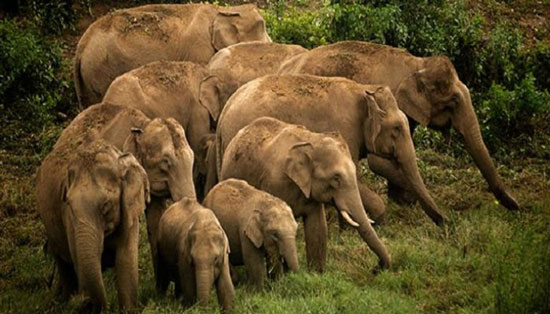 هجرة الفيل الأسيوى (2)