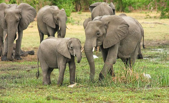 هجرة الفيل الأسيوى (3)