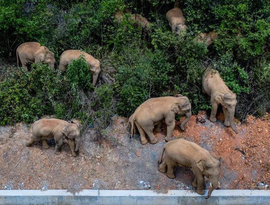 هجرة الفيل الأسيوى (6)