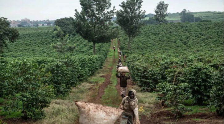 زراعة القهوة فى سيراليون (3)