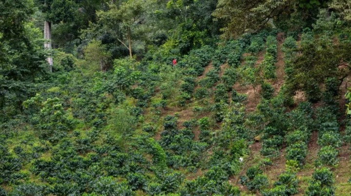 زراعة القهوة فى سيراليون (9)