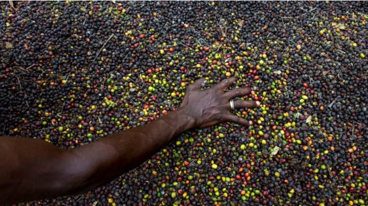 زراعة القهوة فى سيراليون (5)
