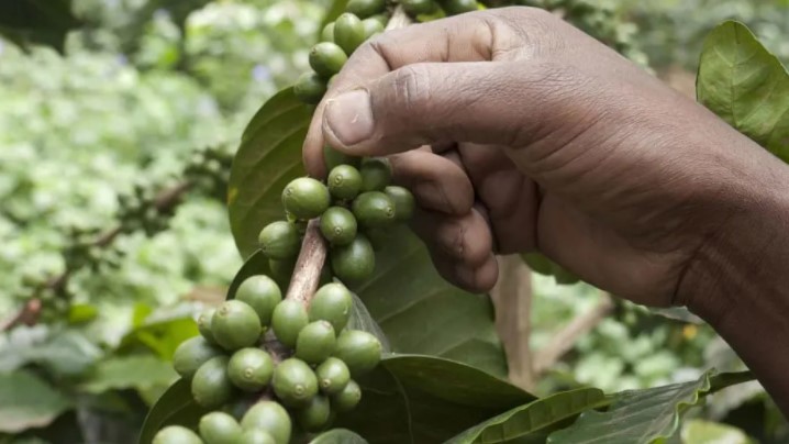زراعة القهوة فى سيراليون (4)