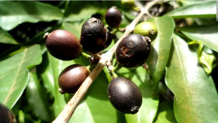 زراعة القهوة فى سيراليون (1)
