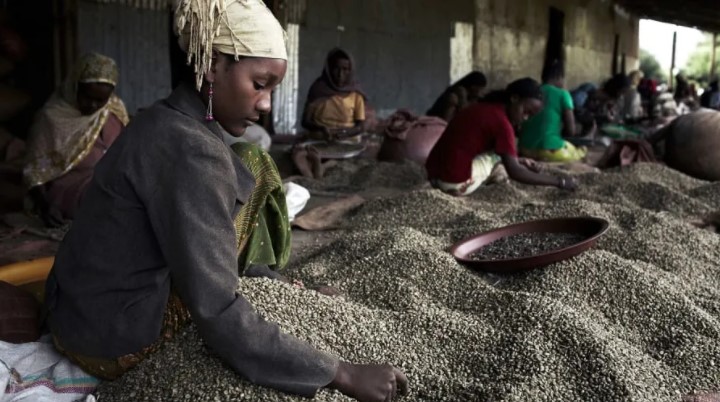 زراعة القهوة فى سيراليون (8)
