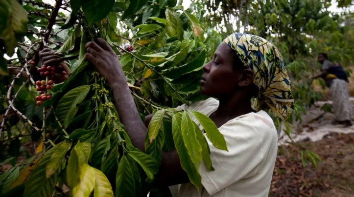 زراعة القهوة فى سيراليون (7)