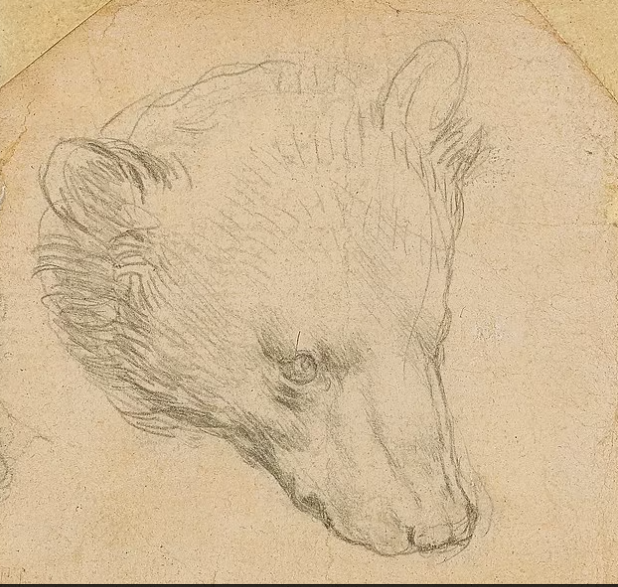 بيع رسم ليوناردو دافنشي بعنوان رأس الدب