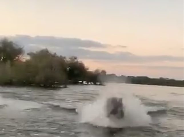 فرس النهر يهجم على السياح