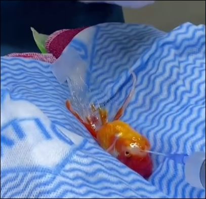 فيديو عملية جراحية لسمكة ذهبية لأزالة ورم بأستراليا يحظى بملايين المشاهدات (1)