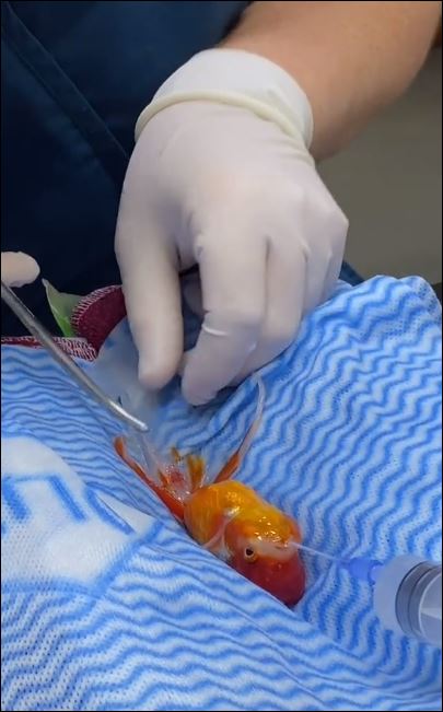 فيديو عملية جراحية لسمكة ذهبية لأزالة ورم بأستراليا يحظى بملايين المشاهدات (2)