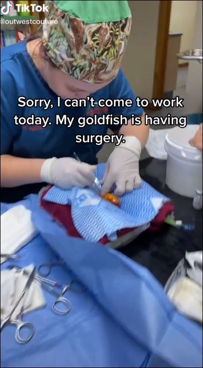 فيديو عملية جراحية لسمكة ذهبية لأزالة ورم بأستراليا يحظى بملايين المشاهدات (3)