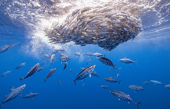 أسماك التونة تتغذى على طُعم السردين في المحيط الهادي