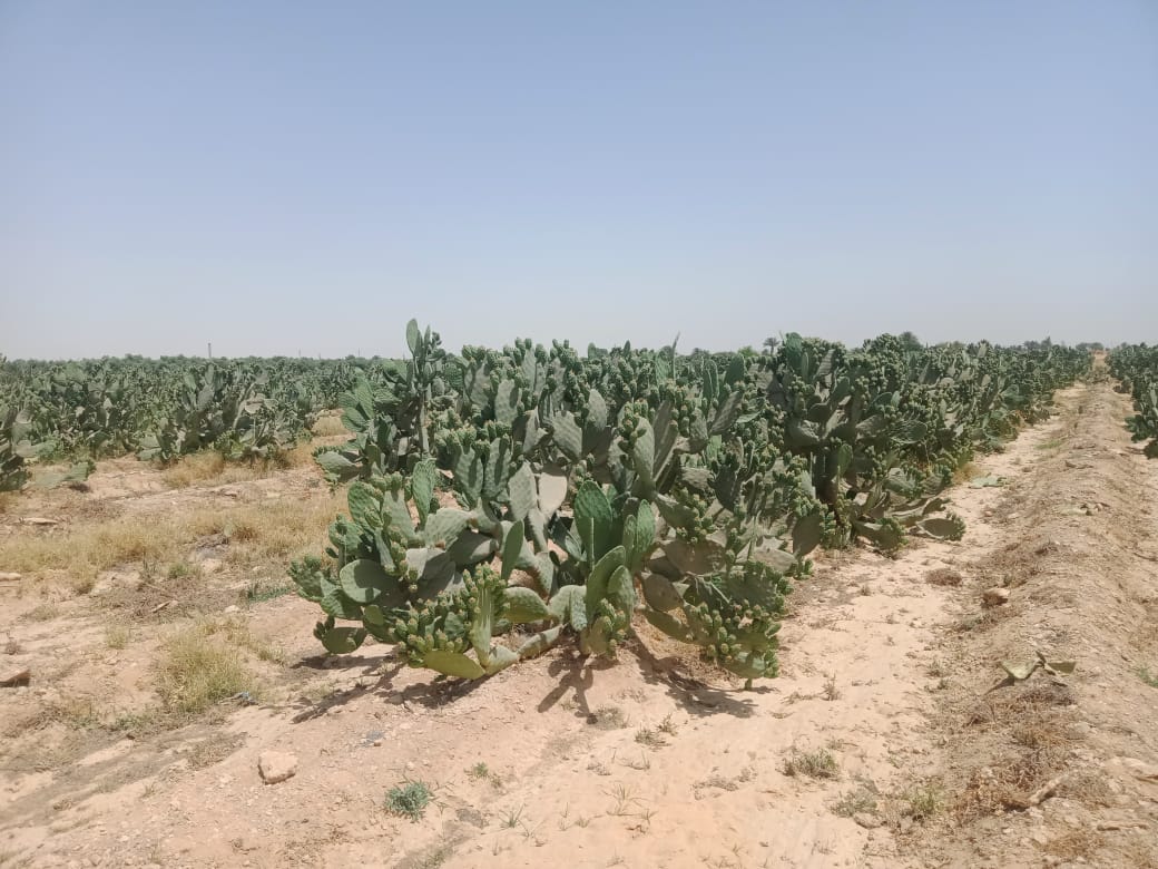 مزارع التين الشوكي بمحافظة المنيا