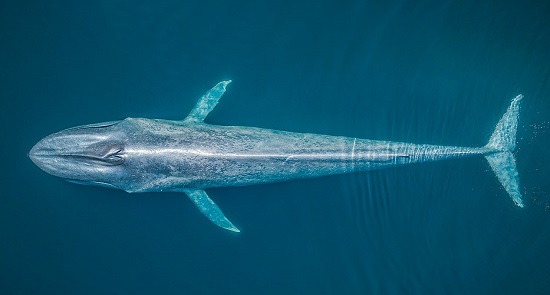 صورة جوية لحوت أزرق