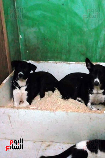 توفير-اماكن-للكلاب-داخل-منزل-تيريزا-وباربرا-بالاقصر