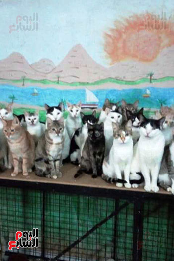 اعداد-كبير-من-القطط-فى-مكان-مجهز-لهم-بالمنزل
