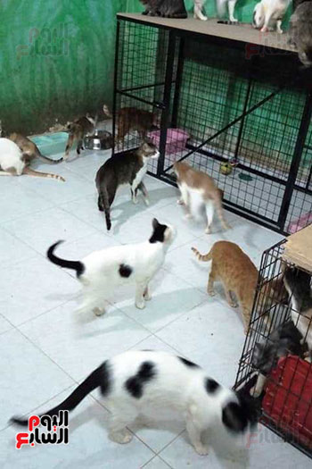 تجهيز-غرف-كاملة-بمنزل-تيريزا-وباربرا-لرعاية-القطط-والكلاب