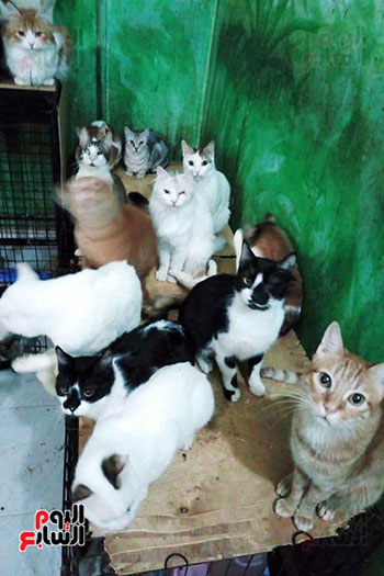 الشقيقتين-البريطانيتين-توفران-الدعم-لقطط-الشوارع