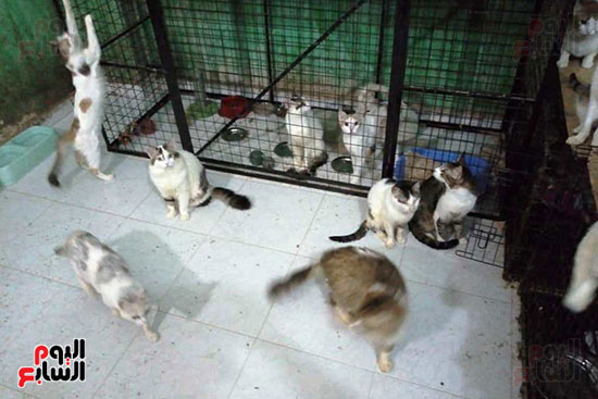 تيريزا-وباربرا-يوفران-كل-الرعاية-للقطط-بمنزلهما