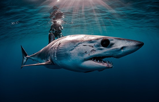 التقط المصور الأمريكي إيفانز بودين هذه اللقطة المذهلة لسمك قرش ماكو