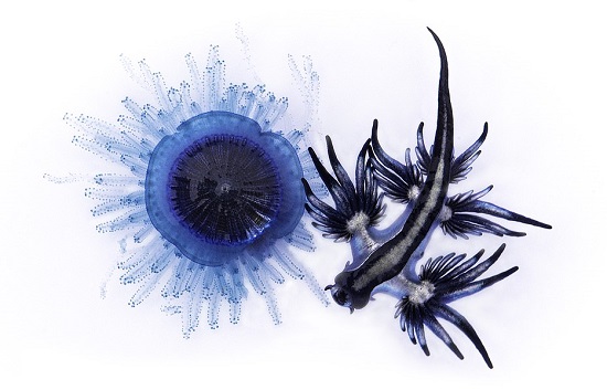 نوع من البزاقة البحرية يُعرف بالتنين الأزرق