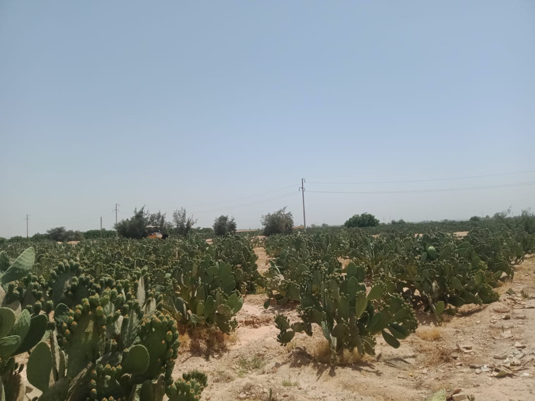 مزارع التين الشوكي بالمنيا