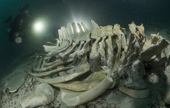 غواص يحقق في بقايا الهيكل العظمي لحوت برايد قبالة جزيرة كوه ها